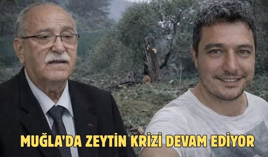 Muğla’da Zeytin krizi devam ediyor