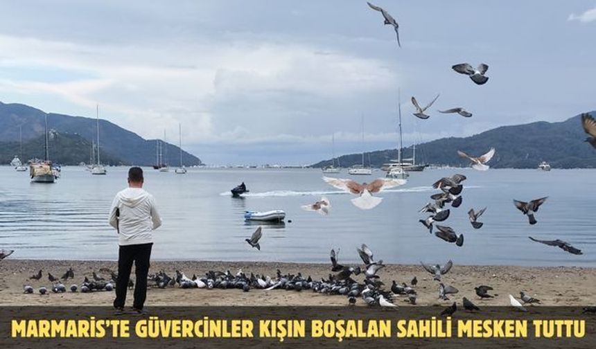 Marmaris’te güvercinler kışın boşalan sahili mesken tuttu
