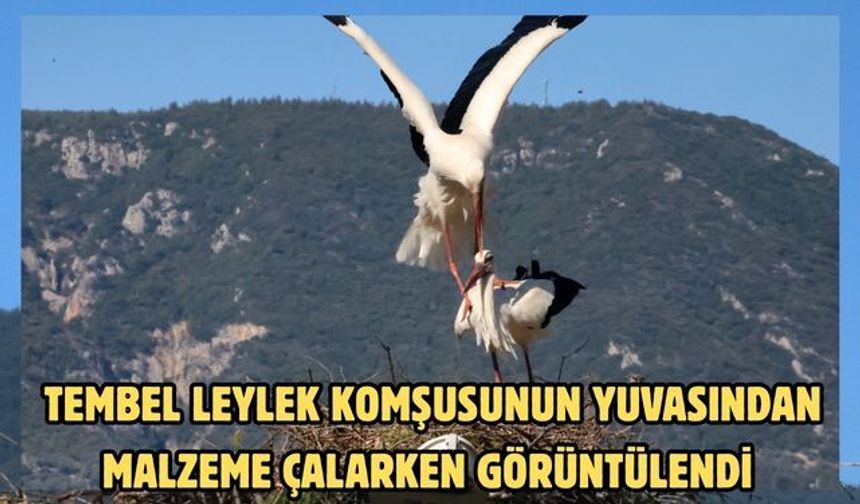 Tembel Leylek komşusunun yuvasından malzeme çalarken görüntülendi