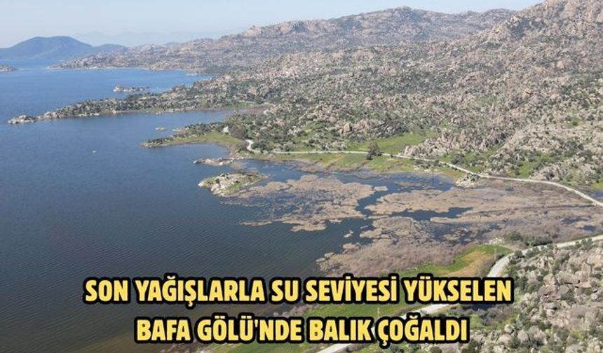 Son yağışlarla su seviyesi yükselen Bafa Gölü'nde balık çoğaldı