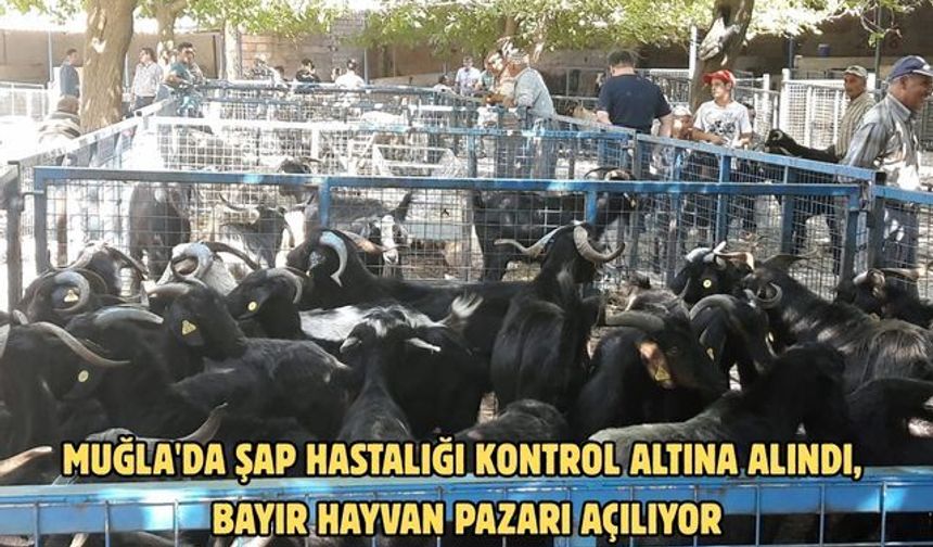 Muğla'da şap hastalığı kontrol altına alındı, Bayır Hayvan Pazarı açılıyor