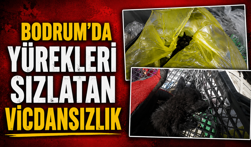 Bodrum'da yürekleri sızlatan vicdansızlık