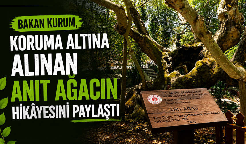 Bakan Kurum, koruma altına alınan anıt ağacın hikâyesini paylaştı