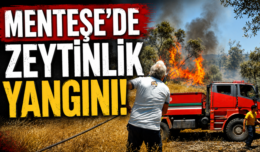 Menteşe'de zeytinlik yangını