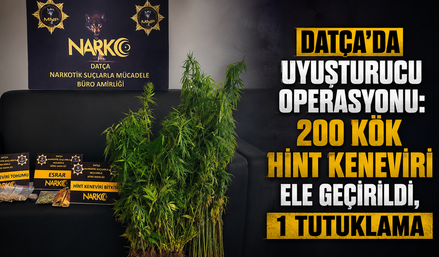 Datça’da uyuşturucu operasyonu: 200 kök Hint keneviri ele geçirildi, 1 tutuklama