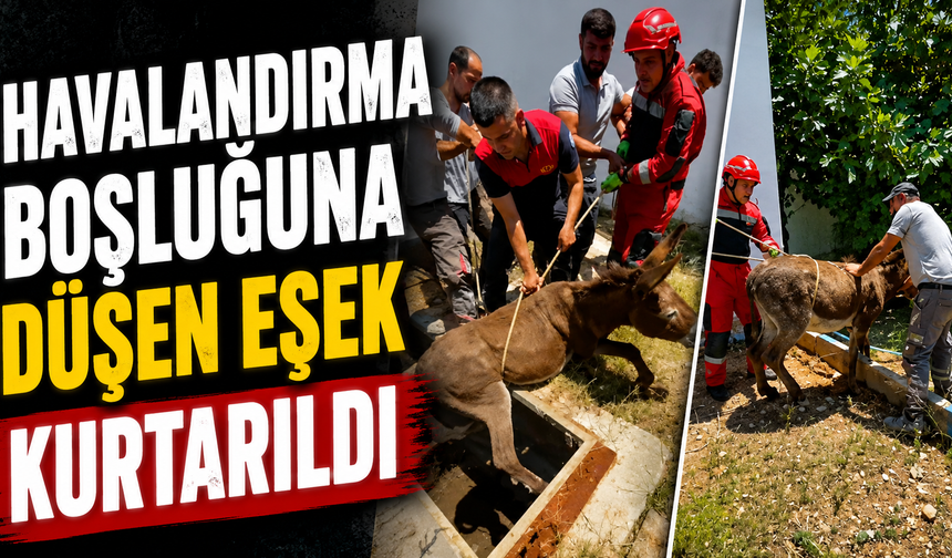Havalandırma boşluğuna düşen eşek kurtarıldı