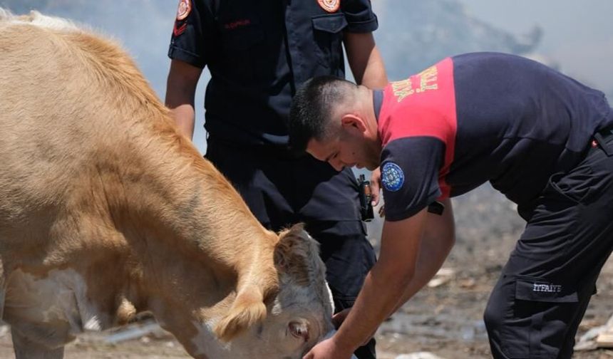 Bodrum'da itfaiye ekipleri yangın alanında susayan ineklere kovalarla su içirdi