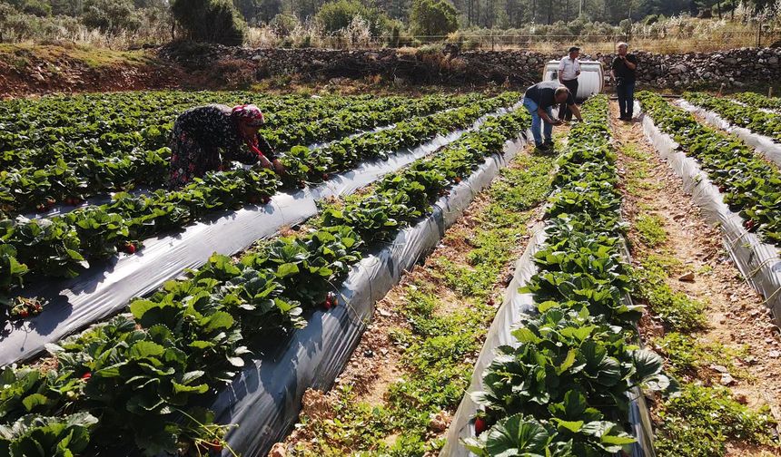 Muğla Çileği Projesi kırsalda üretim ve istihdamı artırdı