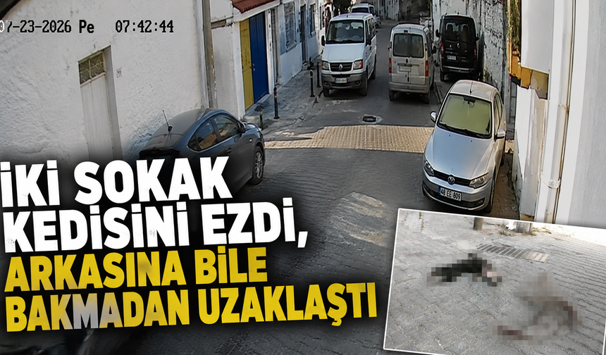 İki sokak kedisini ezdi, arkasına bile bakmadan uzaklaştı