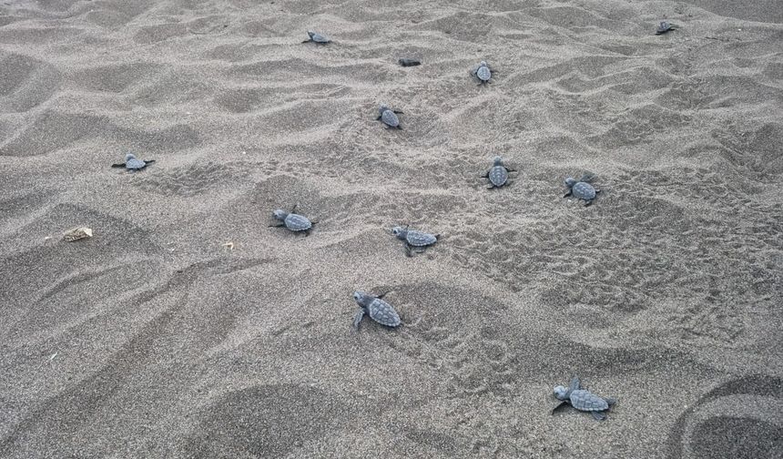 Dalyan ve Sarıgerme'de 6 bin caretta caretta yavrusu denizle buluştu