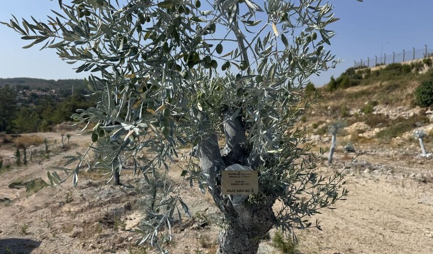 Milas’ta bilimsel yöntemlerle taşınan zeytin ağaçları, bir yıl dolmadan yeniden meyve vermeye başladı