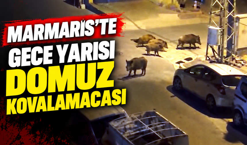 Marmaris'te gece yarısı domuz kovalamacası