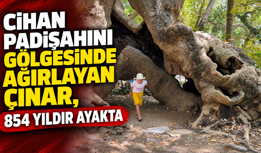 Cihan padişahını gölgesinde ağırlayan çınar, 854 yıldır ayakta