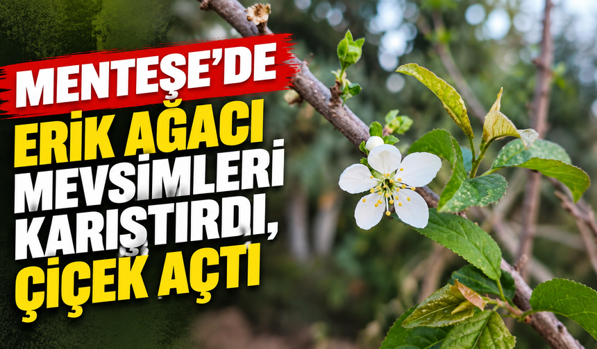 Menteşe’de erik ağacı mevsimleri karıştırdı, çiçek açtı