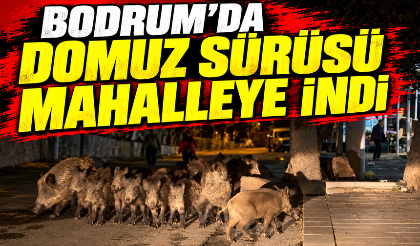 Bodrum’da domuz sürüsü mahalleye indi