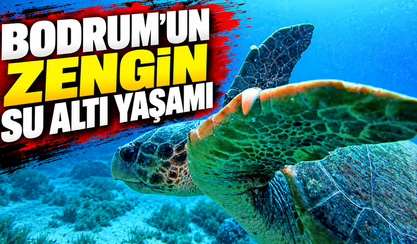 Bodrum'un zengin su altı yaşamı