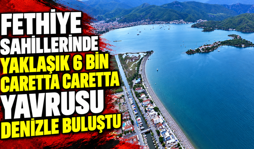 Fethiye sahillerinde yaklaşık 6 bin caretta caretta yavrusu denizle buluştu
