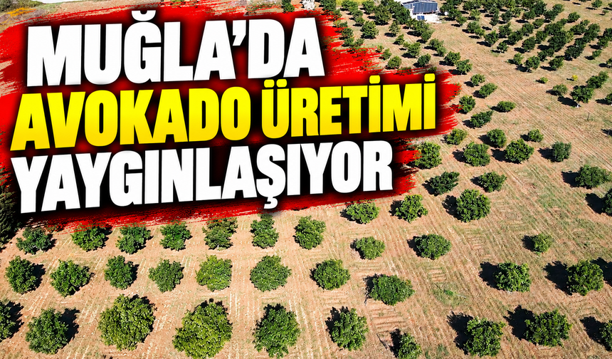 Muğla'da avokado üretimi yaygınlaşıyor
