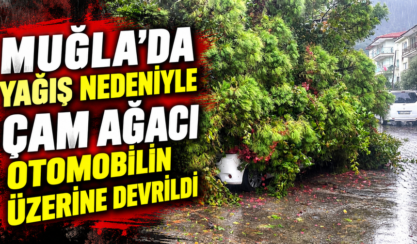 Muğla’da yağış nedeniyle çam ağacı otomobilin üzerine devrildi