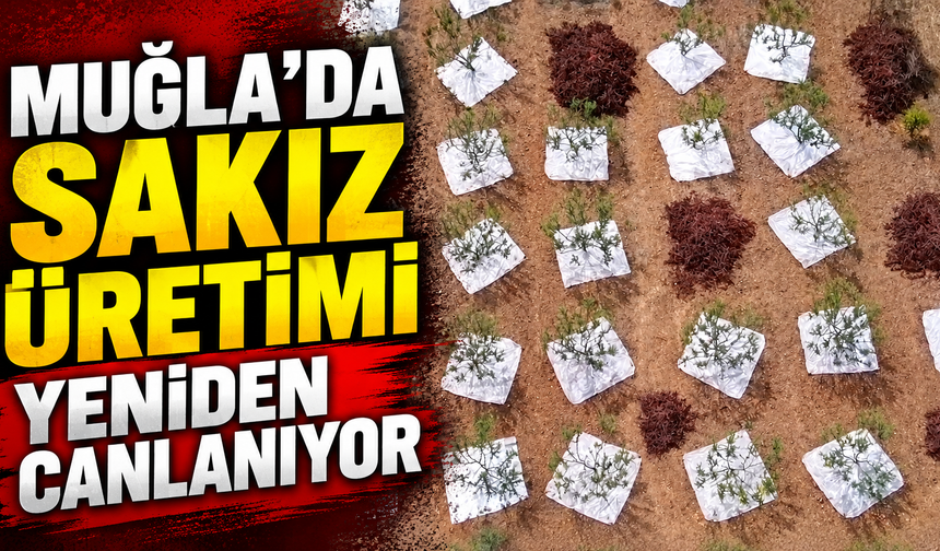 Muğla'da sakız üretimi yeniden canlanıyor