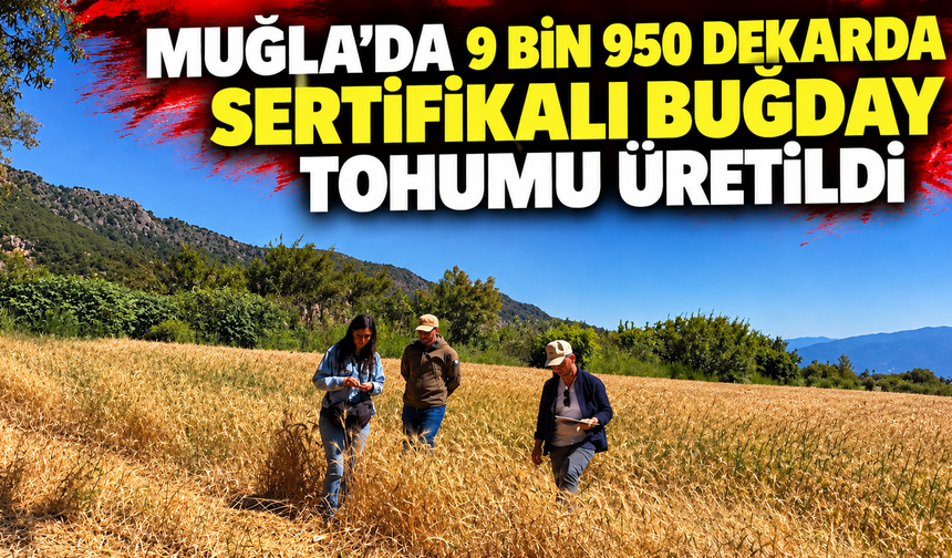 Muğla'da 9 bin 950 dekarda sertifikalı buğday tohumu üretildi