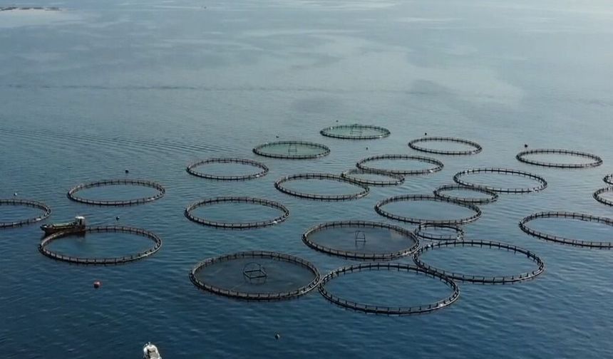Muğla'dan su ürünleri ihracatı 9 ayda 630 milyon 901 bin dolara ulaştı