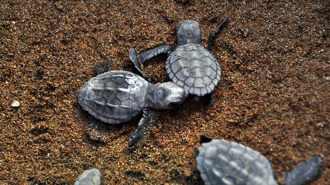 Caretta carettalara ev sahipliği yapan İztuzu Sahili'nde yuva sayısı 728'e ulaştı