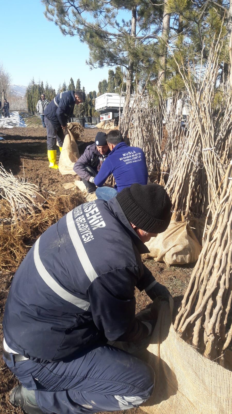 buyuksehir-dut-fidani-uretiyor-ipekbocekciligini-destekliyor-2.jpeg