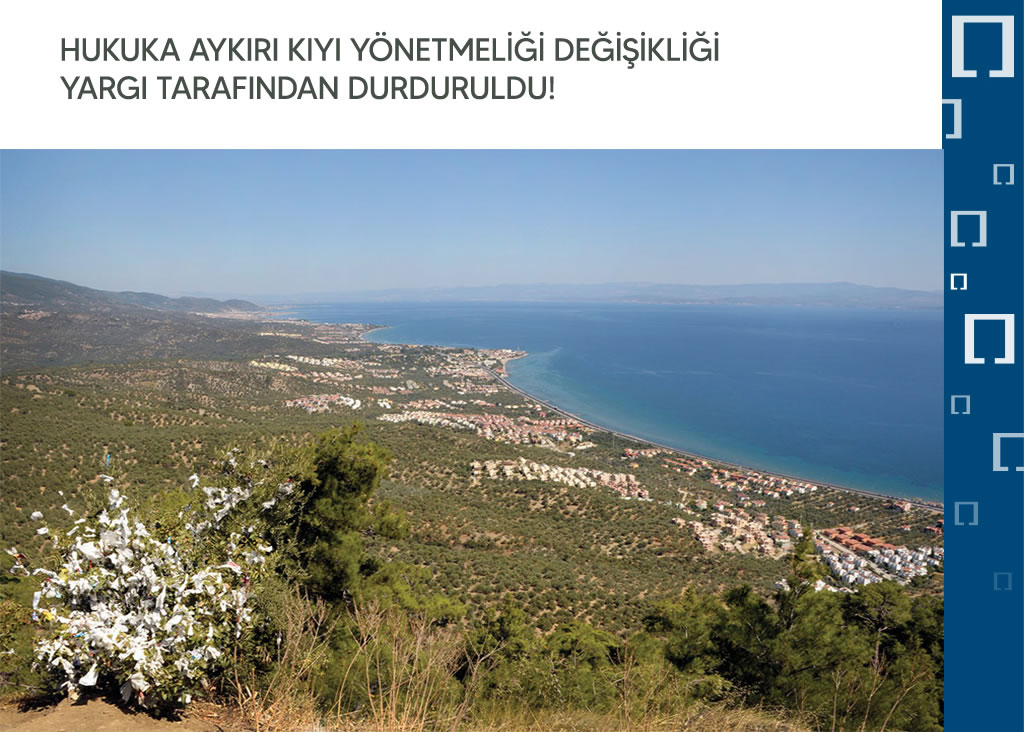 kiyi2.jpg