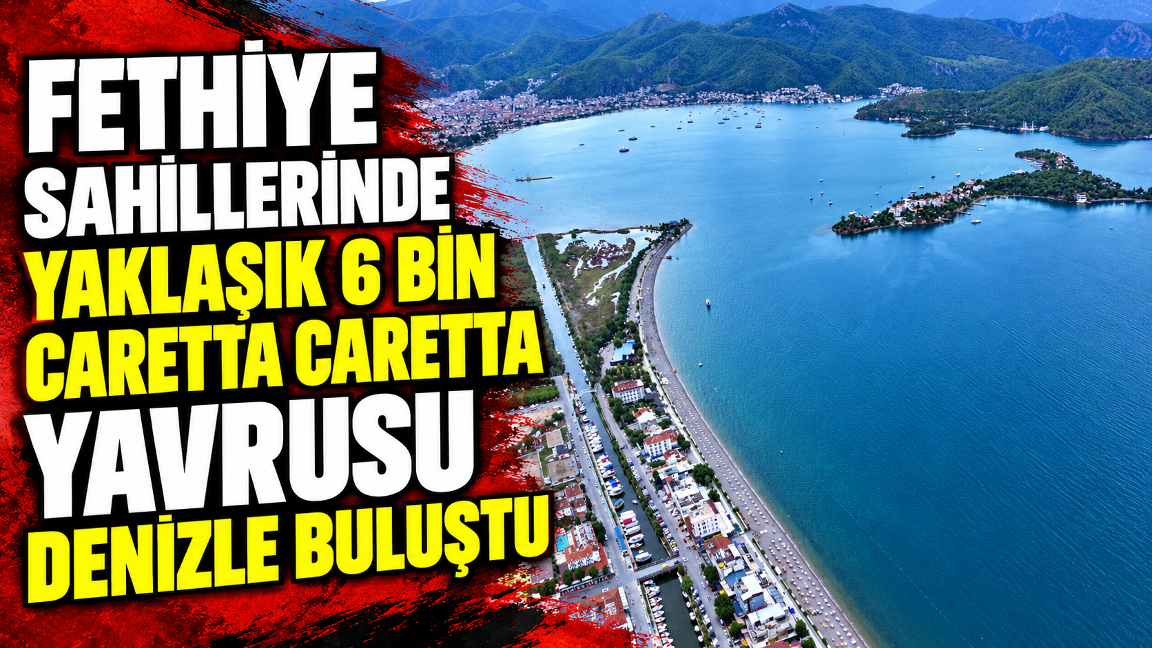 Fethiye sahillerinde yaklaşık 6 bin caretta caretta yavrusu denizle buluştu