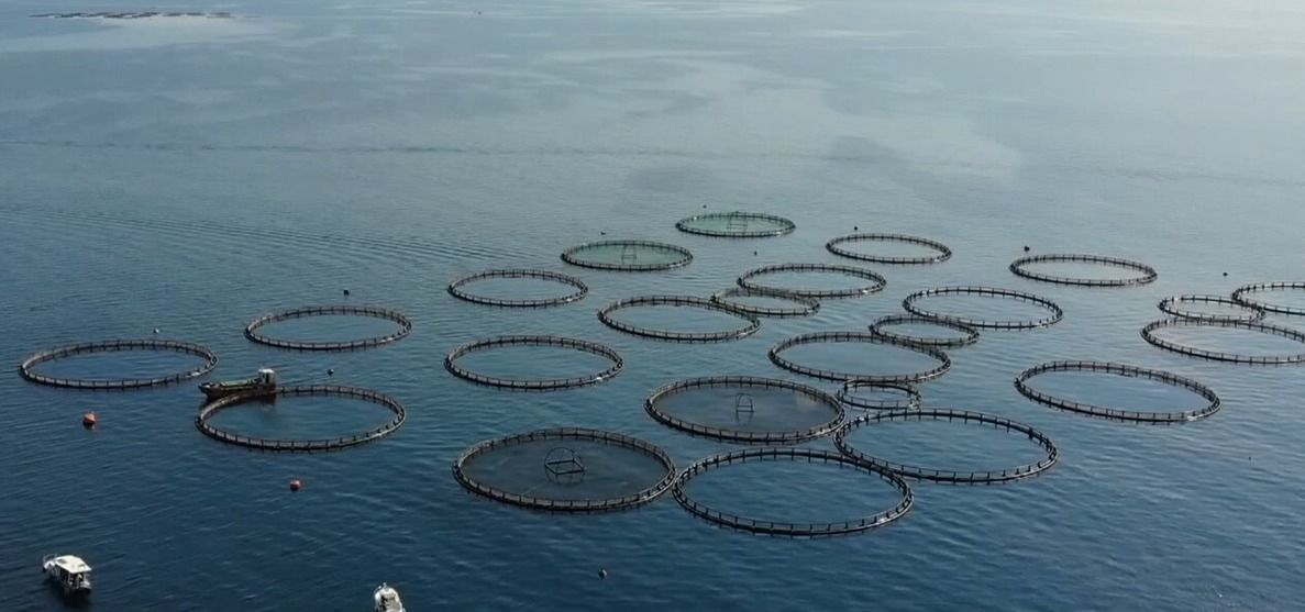 Muğla'dan su ürünleri ihracatı 9 ayda 630 milyon 901 bin dolara ulaştı